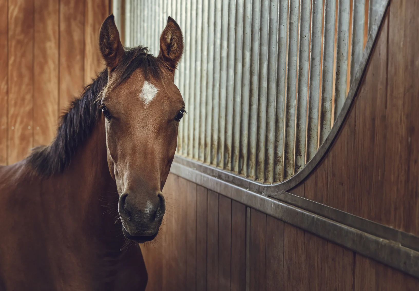 A brown horse stares in a stable